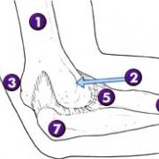 	 (1) Humerus (2) Laterale epicondylus (3) Mediale epicondylus (4) Radius (5) Radius kop (7) Olecranon