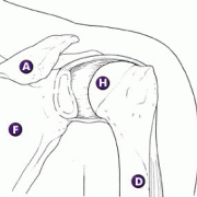 A. Acromion, H. Humerus, R. Rotator cuff