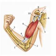 anatomie